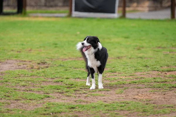 Yeşil çimlerin üzerinde köpek parkında koşan bir Collie 'nin portresi.