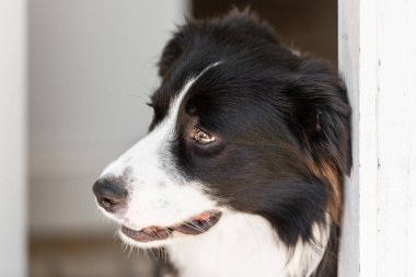 Ön kapıda oturan güzel Border Collie erkek köpeğinin portresi.