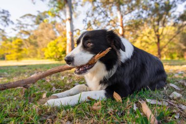 Yeşil çimlerin üzerindeki köpek parkında güzel bir erkek Border Collie köpeğinin portresi. Parktaki köpek..