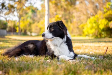 Yeşil çimlerin üzerindeki köpek parkında güzel bir erkek Border Collie köpeğinin portresi. Parktaki köpek..