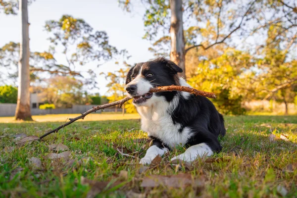 Yeşil çimlerin üzerindeki köpek parkında güzel bir erkek Border Collie köpeğinin portresi. Parktaki köpek..