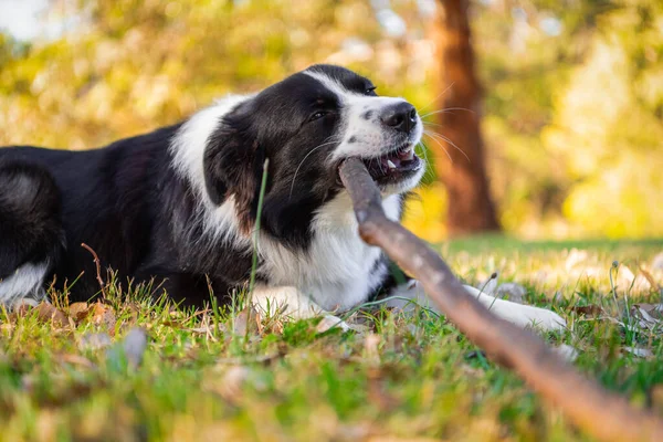 Yeşil çimlerin üzerindeki köpek parkında güzel bir erkek Border Collie köpeğinin portresi. Parktaki köpek..