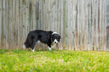 Bahçedeki çim yüzeyinde duran güzel bir Sınır Collie erkek köpeğinin portresi.