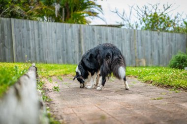 Bahçede tuğla bir yüzey üzerinde duran güzel bir Border Collie erkek köpeğinin portresi.