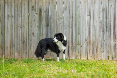 Bahçedeki çim yüzeyinde duran güzel bir Sınır Collie erkek köpeğinin portresi.