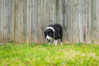 Bahçedeki çim yüzeyinde duran güzel bir Sınır Collie erkek köpeğinin portresi.