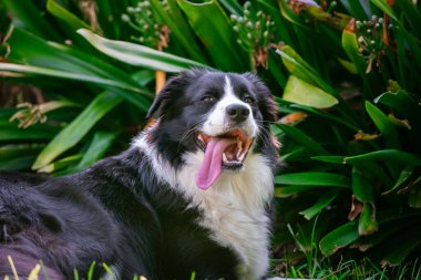 Bahçedeki çimlerin üzerinde yatan güzel bir Border Collie yavrusunun portresi.