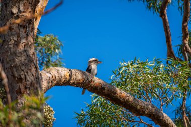 Gülen yalıçapkını sakız ağacının dalında oturuyor ve etrafına bakıyor, arka planda mavi gökyüzü.