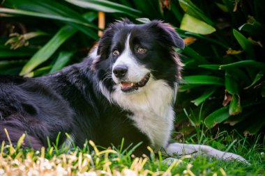 Bahçedeki çimlerin üzerinde yatan güzel bir Border Collie yavrusunun portresi.