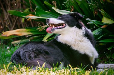 Bahçedeki çimlerin üzerinde yatan güzel bir Border Collie yavrusunun portresi.