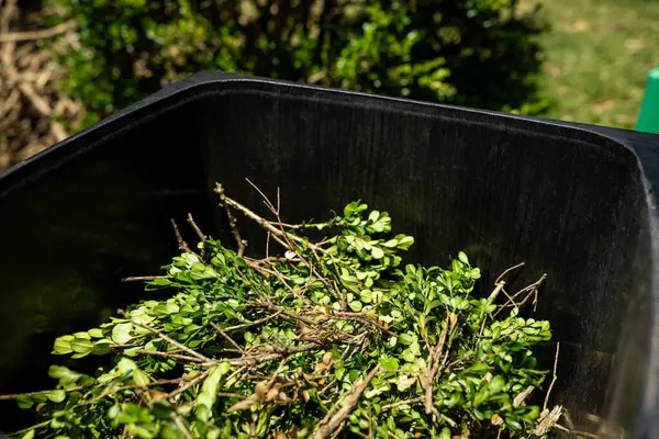 Green garden waste in bin. Spring garden cleaning concept.