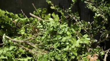 Yeşil bahçe atıkları çöpe düşüyor. Ağır çekim. Bahar bahçesi temizleme konsepti.