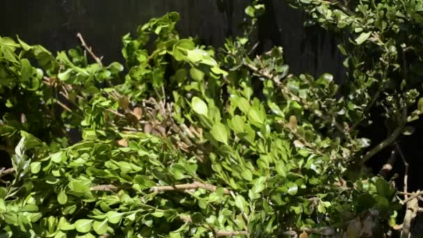 グリーンガーデン廃棄物がビンに落ちる スローモーション 春の庭のクリーニングの概念 — ストック動画