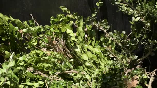 Green Garden Waste Falling Bin Slow Motion Spring Garden Cleaning — Stock Video