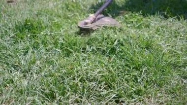 Kırbaç makası ile yeşil çimleri biçmek. El yapımı çim biçme makinesi. Etrafta uçuşan çimen parçacıkları, yavaş çekimde bahçe aletleri..