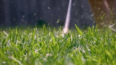 Kırbaç makası ile yeşil çimleri biçmek. El yapımı çim biçme makinesi. Etrafta uçuşan çimen parçacıkları, yavaş çekimde bahçe aletleri..