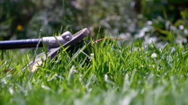 Kırbaç makası ile yeşil çimleri biçmek. El yapımı çim biçme makinesi. Etrafta uçuşan çimen parçacıkları, yavaş çekimde bahçe aletleri..