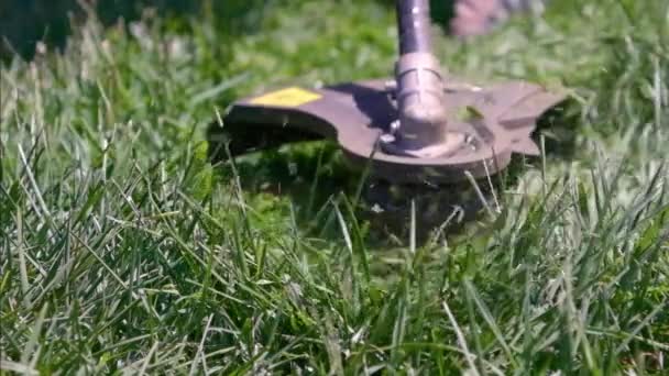 Cutting Green Grass Whipper Snipper Hand Held Grass Trimmer Mowing — Stock Video