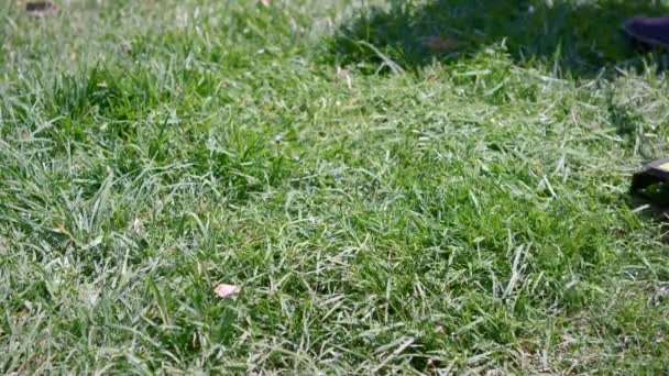 저격수와 잔디를 트리머 주위에 갈고리 슬로우 모에서 — 비디오