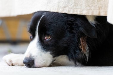 Portrait of a beautiful Border Collie male pup lying on the concrete floor, under the table with a cloth.