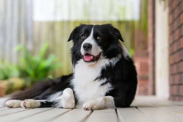 Güzel bir Border Collie erkek yavrusunun portresi ahşap güvertede bir evin yanında yatıyor..