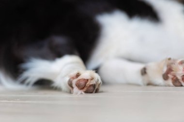 Close up of a dog's paws. Border Collie puppy pads. Legs of animal lying on a wooden deck.