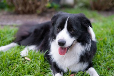 Collie 'nin köpeği. Parktaki çimlerin üzerinde dinlenen bir köpeğin portresi. Yorgun köpek yerde yatıyor..