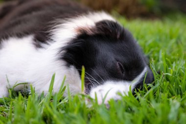 Collie 'nin köpeği. Parktaki çimlerin üzerinde dinlenen bir köpeğin portresi. Yorgun köpek yerde uyuyor..