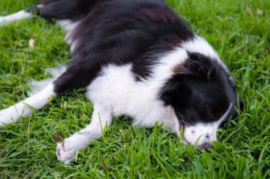 Collie 'nin köpeği. Parktaki çimlerin üzerinde dinlenen bir köpeğin portresi. Yorgun köpek yerde uyuyor..