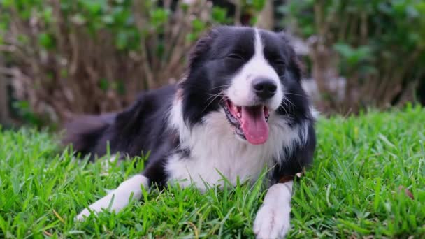 Κουτάβι Κόλις Πορτραίτο Σκύλου Που Αναπαύεται Στο Γρασίδι Του Πάρκου — Αρχείο Βίντεο