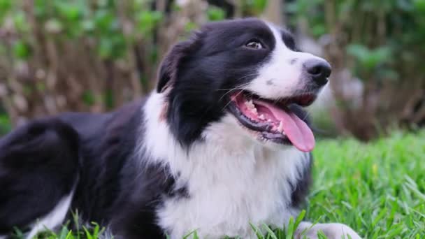 Κουτάβι Κόλις Πορτραίτο Σκύλου Που Αναπαύεται Στο Γρασίδι Του Πάρκου — Αρχείο Βίντεο