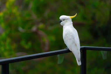 Avustralya 'da siyah bir tırabzanda oturan papağan. Sülfür armalı Cacatua galerita. Doğası yeşil olan büyük beyaz ve sarı papağan.
