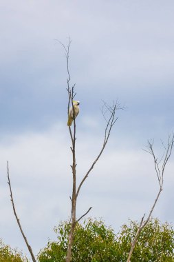 Avustralya 'da ölü bir ağaç dalında oturan papağan. Sülfür armalı Cacatua galerita. Doğası yeşil olan büyük beyaz ve sarı papağan.