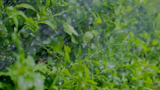 Hojas Arbusto Verde Bajo Fuertes Lluvias Cámara Lenta Agua Cayendo — Vídeos de Stock