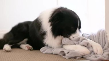 Köpek yoğuruyor ve gri battaniye çiğniyor. Border Collie köpek yavrusu ısırır ve yumuşak, gri bir yatak emer..