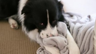 Köpek yoğuruyor ve gri battaniye çiğniyor. Border Collie köpek yavrusu ısırır ve yumuşak, gri bir yatak emer..