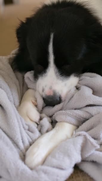 Dog Kneading Chewing Gray Blanket Border Collie Puppy Nibbles Sucks — Stock Video