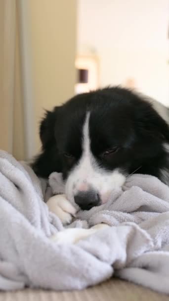 犬のひざまずき 灰色の毛布を噛みました ボーダーコリー子犬のニブルと吸う柔らかいふわふわの灰色の寝具 — ストック動画