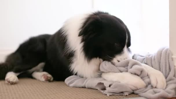 Σκύλος Ζυμώνει Και Μασάει Γκρίζα Κουβέρτα Border Collie Κουτάβι Δαγκώνει — Αρχείο Βίντεο