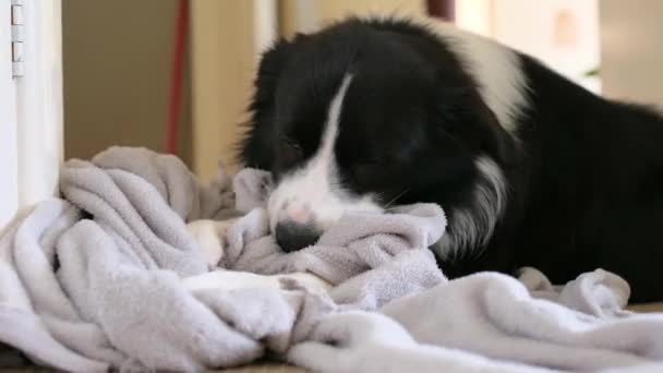 Pies Ugniatający Żujący Szary Koc Border Collie Szczeniak Gryzie Wysysa — Wideo stockowe