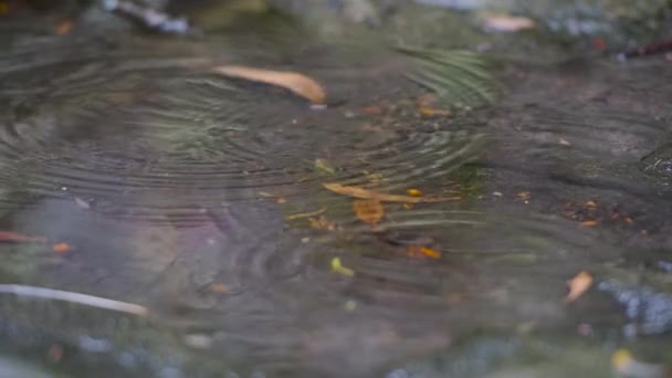 雨は小さな岩の池に落ちてゆっくりと動き 中には枯れた葉が残っています ウォータープールの岩と降雨 — ストック動画