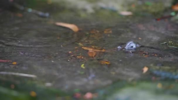 Rain Drops Falling Small Rocky Pond Dead Dried Leafs Water — Stock Video