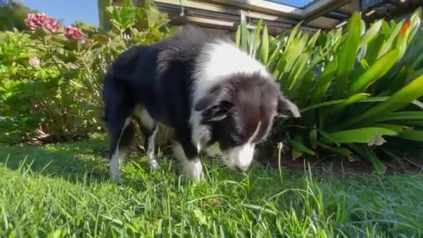 Câine Mănâncă Iarbă Male Border Collie Mănâncă Iarbă Verde Curte — Videoclip de stoc