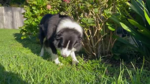 Dog Eats Grass Male Border Collie Eats Green Grass Backyard — Wideo stockowe