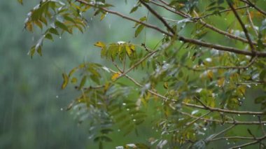 Yapraklara düşen yağmur damlaları. Ormanda yağmur yağıyor. 4K 'da ağaç dallarına yağmur damlacıkları yağıyor.