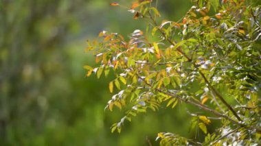 Yeşil yapraklar güneşli bir günde kapanıyor. Orman koruma kavramı. Yaz ağacı arka plandaki bokeh arkaplanını 4K olarak bırakır.