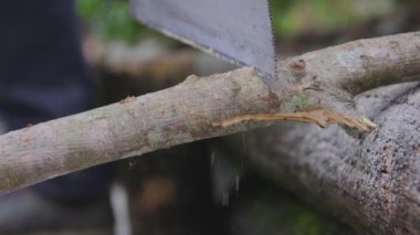 Adam odun testeresini yavaş çekimde kesiyor. Bahçede ya da bahçede ağaç gövdesini testereyle kesen insan elleri. Ev işleri, yakın plan..