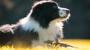 Collie 'nin köpeği. Parktaki çimlerin üzerinde dinlenen köpek portresi. Yorgun köpek yerde yatıyor, ağır çekimde..