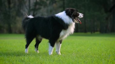 Collie 'nin köpeği. Parktaki çimlerin üzerinde duran köpek portresi. Erkek köpek ağır çekimde etrafına bakıyor..