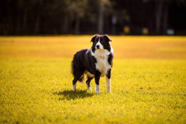 Collie 'nin köpeği parkta duruyor. Safkan erkek köpek sarı çimlerde poz veriyor, ağaçlar arka planda.
